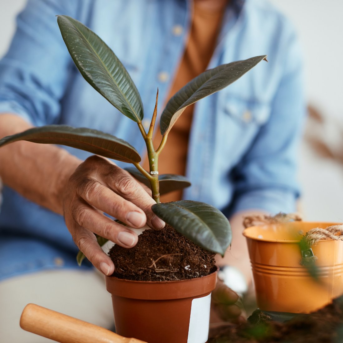 Close-up of hands potting a young rubber plant in fresh compost, with a trowel and pots nearby Close-up of hands potting a young rubber plant in fresh compost, with a trowel and pots nearby