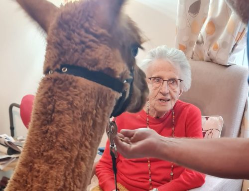 Butterwick’s Alpaca retreat visit Whitby Court Care Home